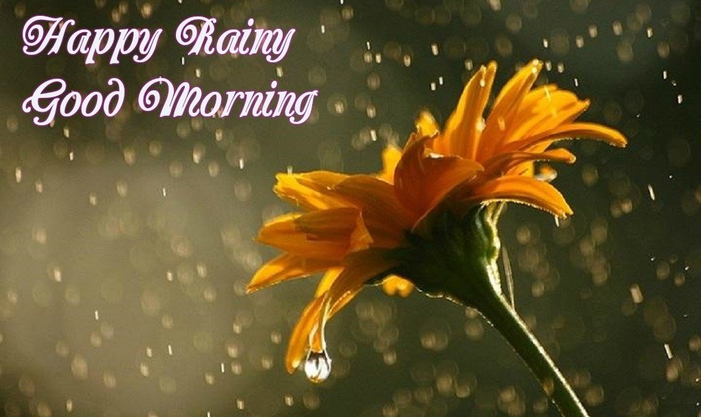 Good Morning Flower Images