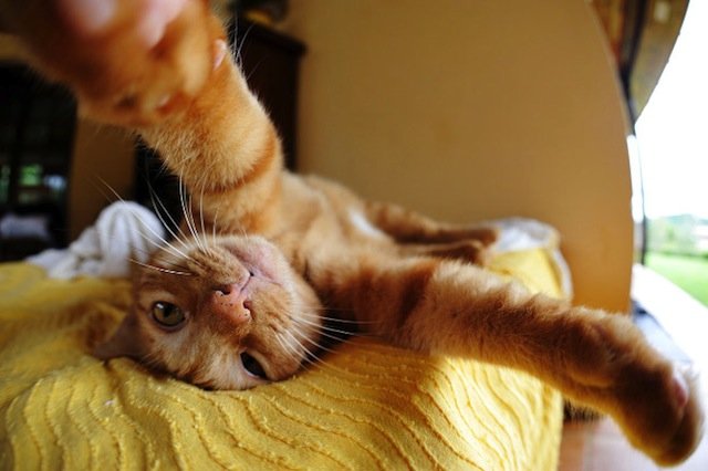 Cats Caught Taking Selfie