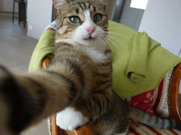 Cats Taking Selfies Meme