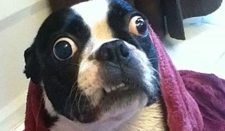 10 Hilarious Pictures of Animals to Make You Laugh - List Bark 10 Hilarious Pictures of Animals to Make You Laugh - List Bark