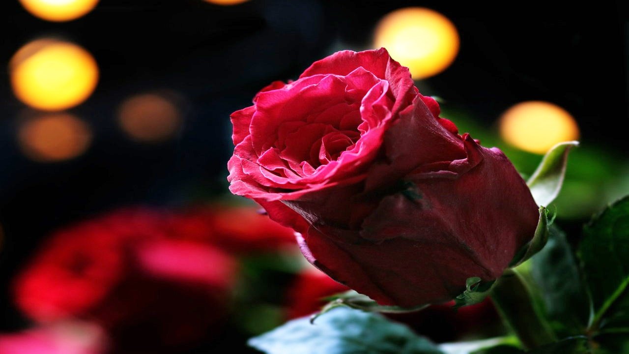 Happy Rose Day My Love Images