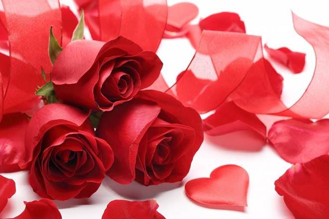 Happy Rose Day Photos