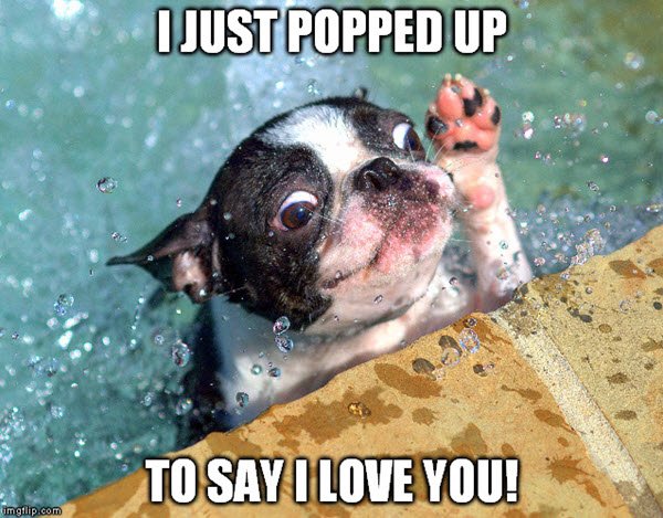 52 Best Funny I Love You Memes For Him Her List Bark