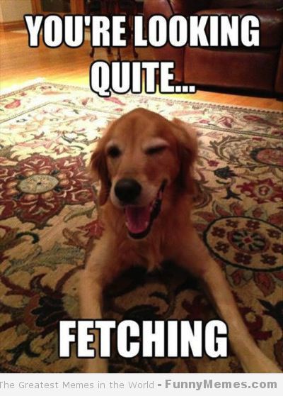 Funny Love Meme You Are Looking Quite Fetching Image