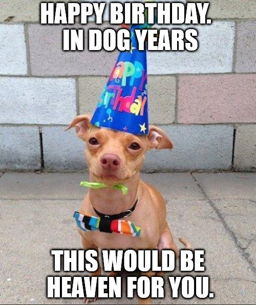 Happy Birthday Meme Cute