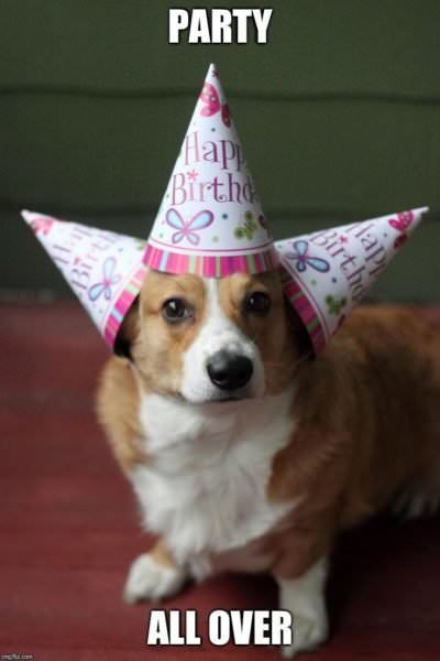 Happy Birthday Meme Dog