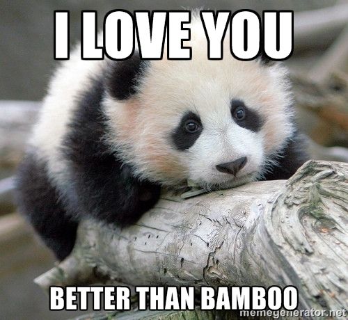 I Love You Better than Bamboo