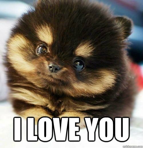 52 Best Funny I Love You Memes For Him Her List Bark