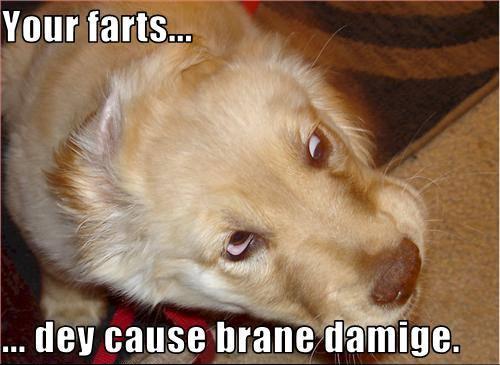 Funny Fart Meme Your Farts Dey Cause Brane Damige Image