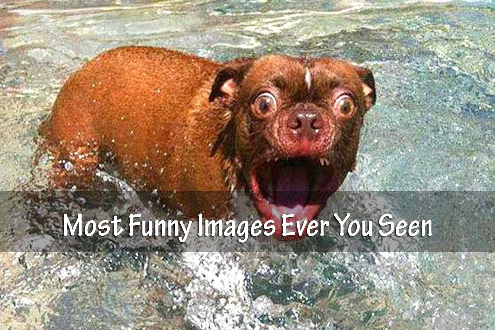 21 Most Funny Images Ever You Seen - List Bark