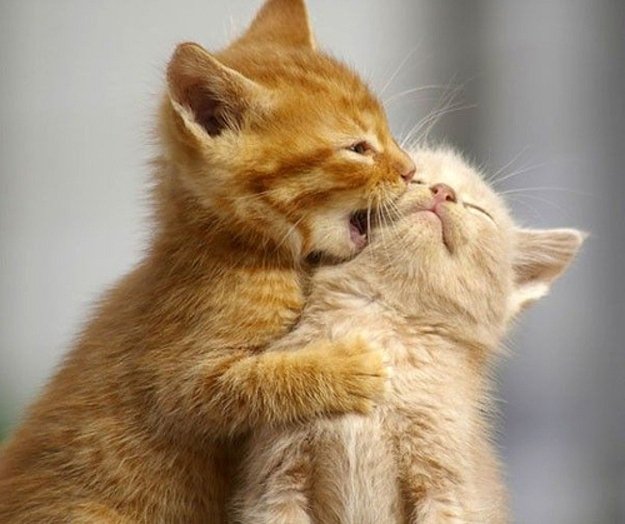 cats think Gone