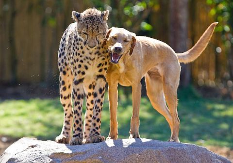 dog and cheetah