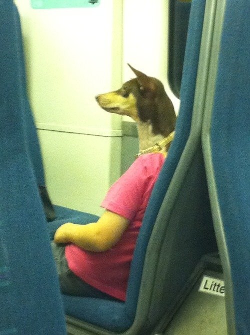 dog head