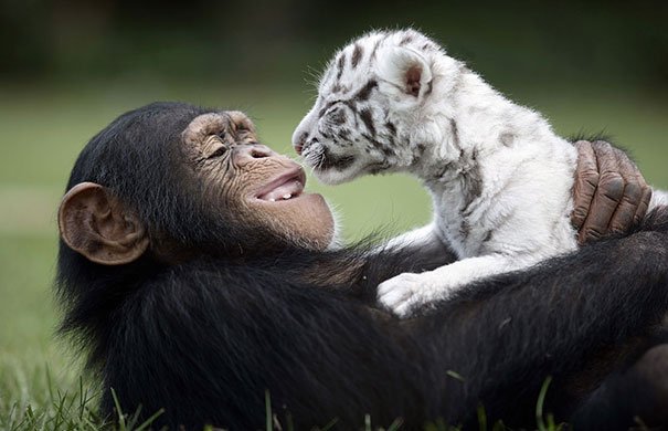 unusual animal friendship